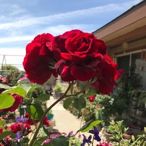 Meet your Posher, Lizbeth